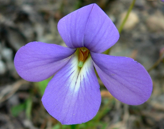 {Viola pedata}